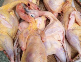Giá chim trĩ đỏ thịt làm sẵn rẻ nhất TPHCM hiện nay