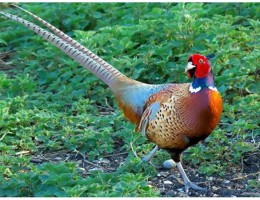 Đặc sản chim trĩ đỏ - Món ăn chế biến từ trĩ được ví như loại Siêu thịt gà