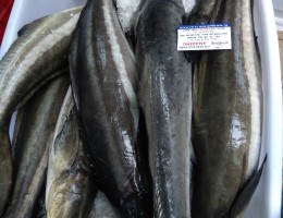 Mua cá bớp ở đâu tươi ngon giá rẻ tại TPHCM │ Các món ăn từ cá bớp biển