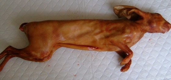 Chọn thịt thỏ ngon để làm món thịt thỏ nướng