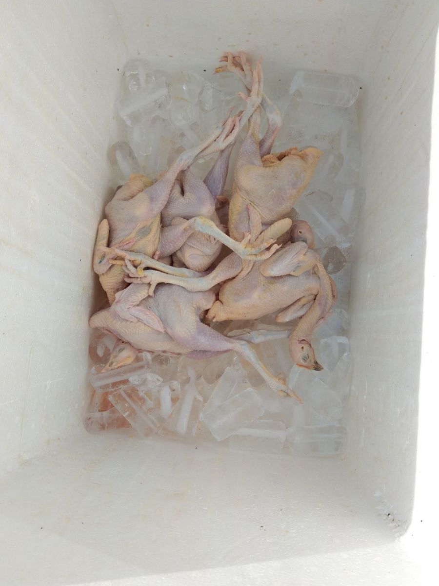 Chuyên mua bán cung cấp gà ta thả vườn cho quán nướng ở TPHCM │Giá rẻ chất lượng, giá bao nhiêu 1kg