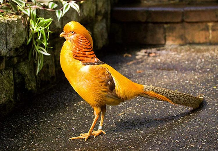 Cách chọn thức ăn cho chim trĩ-Trang Trại Vườn Chim Việt