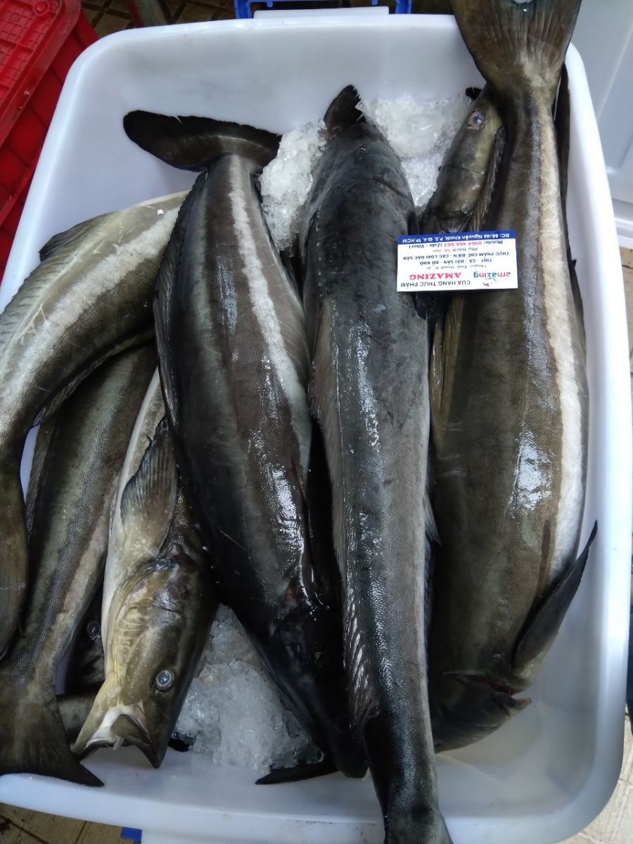 Mua cá bớp ở đâu tươi ngon giá rẻ tại TPHCM │ Các món ăn từ cá bớp biển